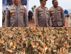 Polri Bersama Petani Jagung Tuban Bersiap Sambut Kehadiran Persiden RI Panen Raya