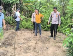 Satresnarkoba Polresta Deli Serdang Bersama Polsek Tanjung Morawa Temukan Lagi Tanaman Ganja, Langsung Dimusnahkan