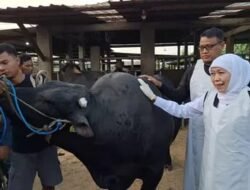 Iduladha 2026, Gubernur Khofifah Pantau Langsung Peternakan di Mojokert