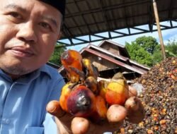 Jangan Biarkan Petani Sawit Menjadi Korban Permainan Tata Niaga