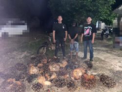 Curi 34 Tandan Buah Sawit, Pria Asal Dewa Agung Diamankan Polres Way Kanan