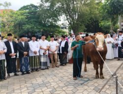 Bupati Asahan Saksikan Penyembelihan Sapi Bantuan Kemasyarakatan Presiden di Air Batu
