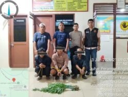 Tanaman Ganja Ditemukan di Perladangan Juhar, Tiga Warga Diamankan Satres Narkoba dan Polsek Juhar