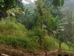 SUASANA PEDESAAN YANG ASRI DI TENGAH HIJAUNYA ALAM KALIMANTAN BARATKibaran Merah Putih dan Kehidupan Warga Jadi Pemandangan Sehari-hari