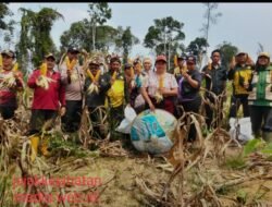 PANEN JAGUNG HIBRIDA DI MELIAU CAPAI ESTIMASI 4,64 TON PIPIL KERING PER HEKTARE