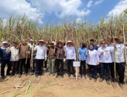 PANEN TEBU DI REGISTER 44 JADI MOMENTUM KEBANGKITAN EKONOMI MASYARAKAT WAY KANANWAY KANAN